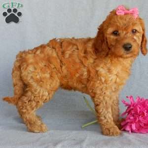 Bubbles (medium), Goldendoodle Puppy